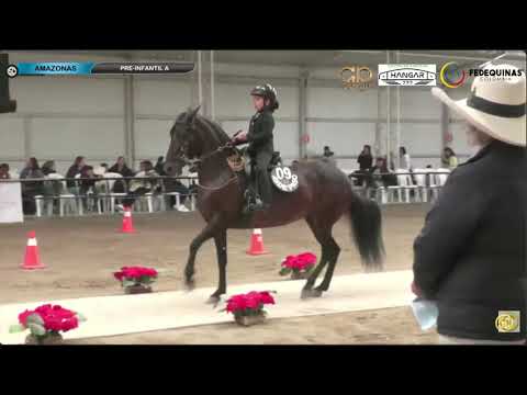 VIII Valida Nacional Caballos de Paso | Bronce | Tabio | Julieta Suarez Erazo | PreInfantil A